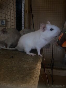 Osmak degu - 5