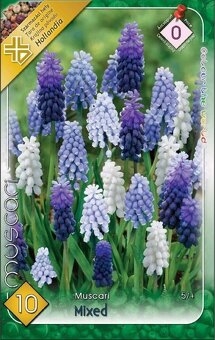 Modrice - cibuľky - 5