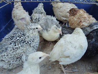 Predám japonské prepelice - 5