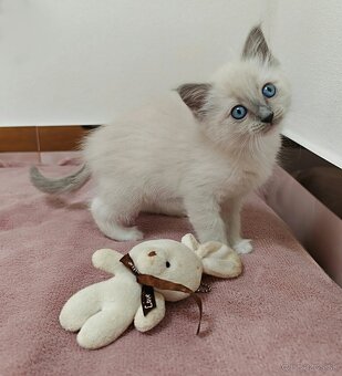 Ragdoll predám - 5