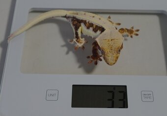 pagekon riasaty - 5
