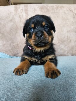 ROTVAJLER - šteniatka s PP - 5