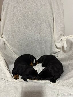 Jazvečík, jazvec - 5