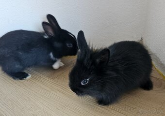 Zakrslý králík - 5