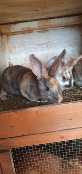 Burgundský králik, dalmatínsky rex - 5