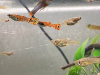 Endlerky - Red tiger mix - 5