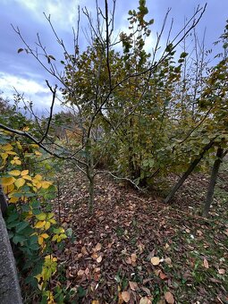 Záhrada vo Svätom Jure - 5