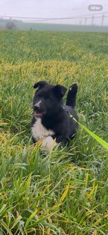 Karelský medvědí pes - 5