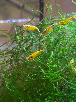 Krevety-Neocardinia yellow fire - 5