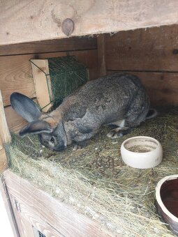 Belgicke obry Samice - 5