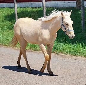 Quarter horse žrebcek - 5