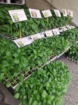 Planty ,priesady,paprika,rajčina,uhorky,cukety - 5