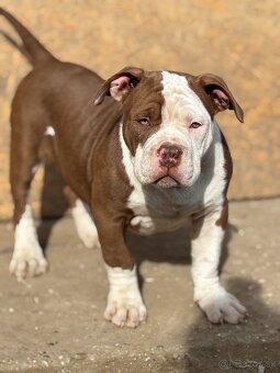 American Bully - 5