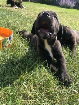 Staford-cane corso - 5