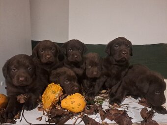 Labrador čokoladový - 5