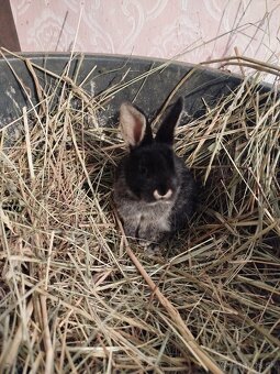 Predám zakrslých zajačikov. - 5