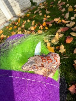 Gekon hrbolkohlavý / Gargoyle Gecko - 5