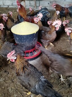 Násadové vajcia - 5