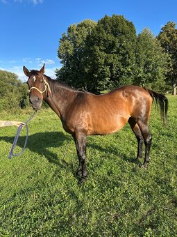 Predám kobylku s vynikajúcou povahou – ideálna k deťom - 5