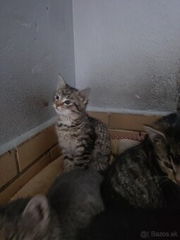 Darujem mačiatka - 5