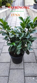 VAVRINOVEC,TUJA SMARAGD - 5