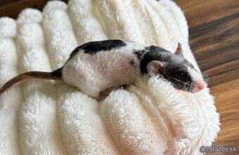 🐭 potkan, potkaníky 🐰 - 5