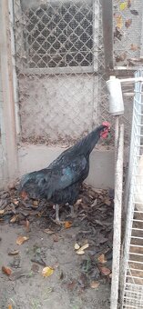 Kohúti-Australorp - 5