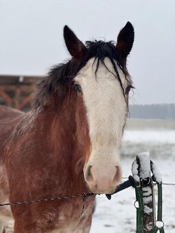 Clydesdale , Shire - 5
