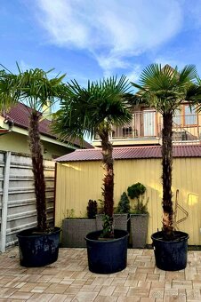 Trachycarpus fortunei – Mrazuvzdorná palma / ešte krasne 3ks - 5
