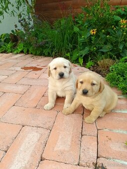 Labrador šteniatka - 5