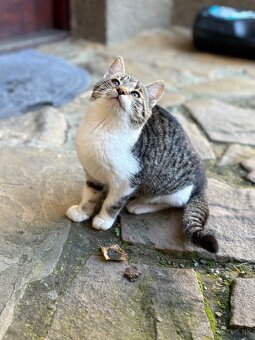 Darujem mačiatko - 5