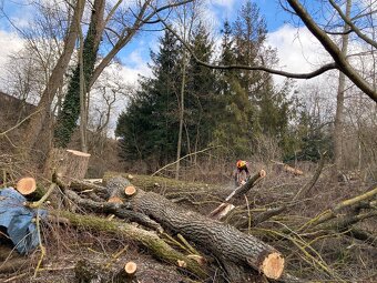 Výrub a rez stromov EastArbor - 5