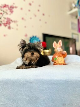 Yorkshire terrier, jorkšírsky teriér s PP FCI - 5