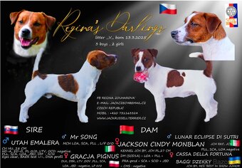 Jack Russell teriér s PP- hladkosrtá fenka - 5