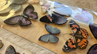 priestorové (3D) nálepky Motýľ, 2 balenia - 5