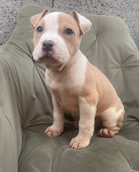 Americký stafordšírsky teriér, Amstaff - 5