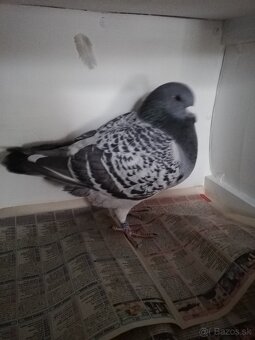 Predam PH HOLUBY - 5