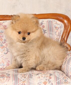 Pomeranian - 5