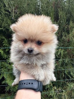 Špic pomeranian psík kremový - 5