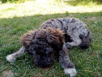 Kríženec pudla - 5