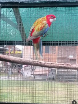 Rozela pestrá červená - 5