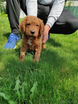 Mini goldendoodle - 5