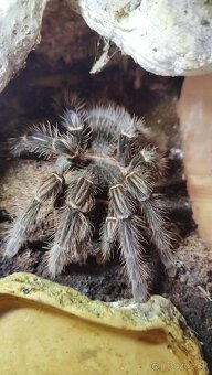 🕷️Predam vtackara Lasiodora parahybana s terariom - 5