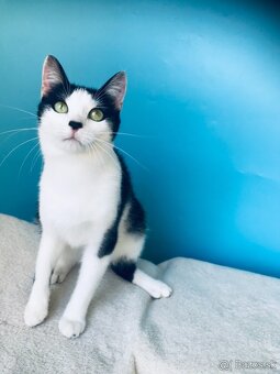 ALICKA SI HĽADÁ DOMOV VO VNÚTRI - 5