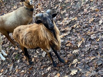 Kamerunské barany - 5