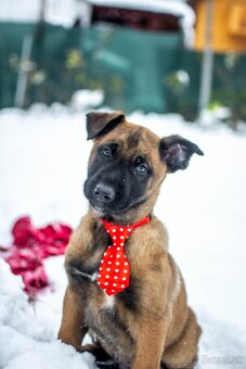 Šteniatka belgický ovčiak malinois s PP - 5