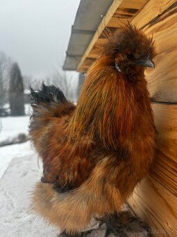 Kohút - Hodvábnička (Sillkie) - 5