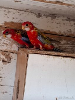 Rozela pestrá červená - 5