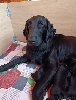 FLAT COATED RETRIEVER - štěňátka s PP - 5