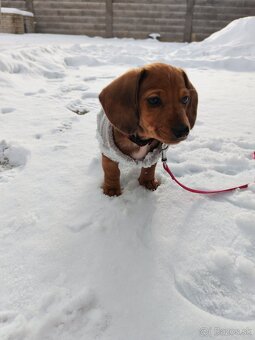 Jazvečík trpaslici - 5